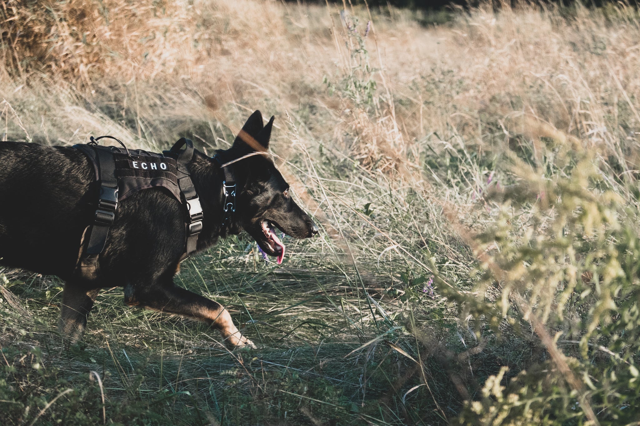 Everyday Dog Harness – Black Echo Company